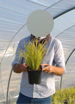 ACORUS gramineus OGON En pot de 2-3 litres buisson