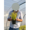 ACORUS gramineus OGON En pot de 2-3 litres buisson