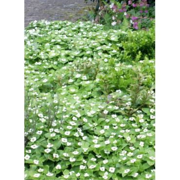 CORNUS canadensis (Cornouiller du Canada)2