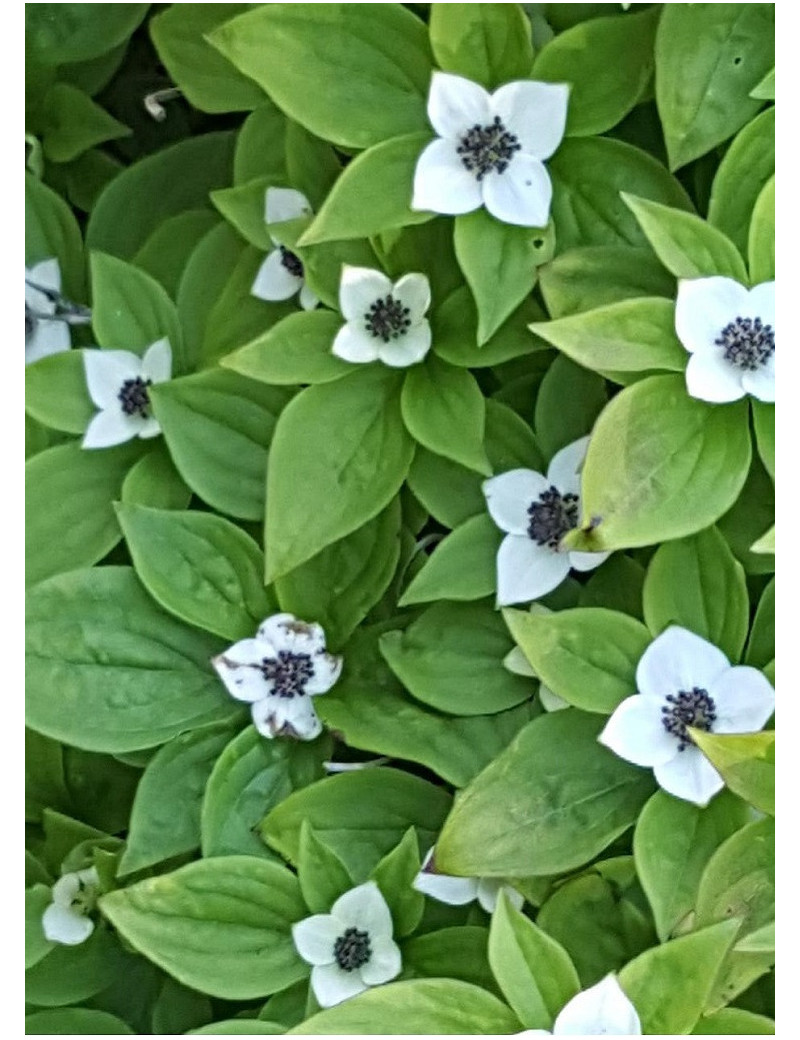 CORNUS canadensis (Cornouiller du Canada)