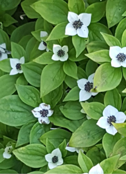 CORNUS canadensis