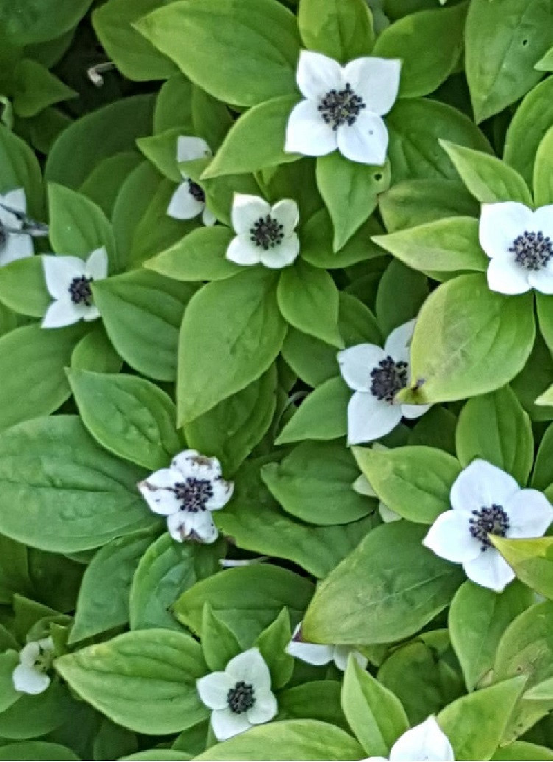 CORNUS canadensis