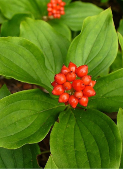 CORNUS canadensis