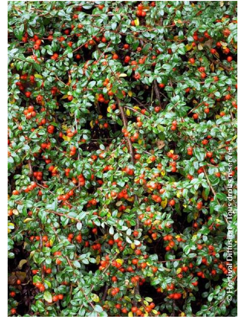 COTONEASTER dammeri SKOGHOLM (Cotonéaster rampant Skogholm)1