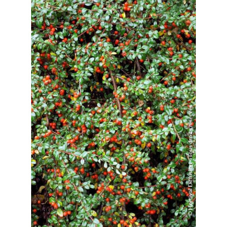 COTONEASTER dammeri SKOGHOLM (Cotonéaster rampant Skogholm)1