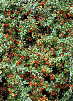 COTONEASTER dammeri SKOGHOLM