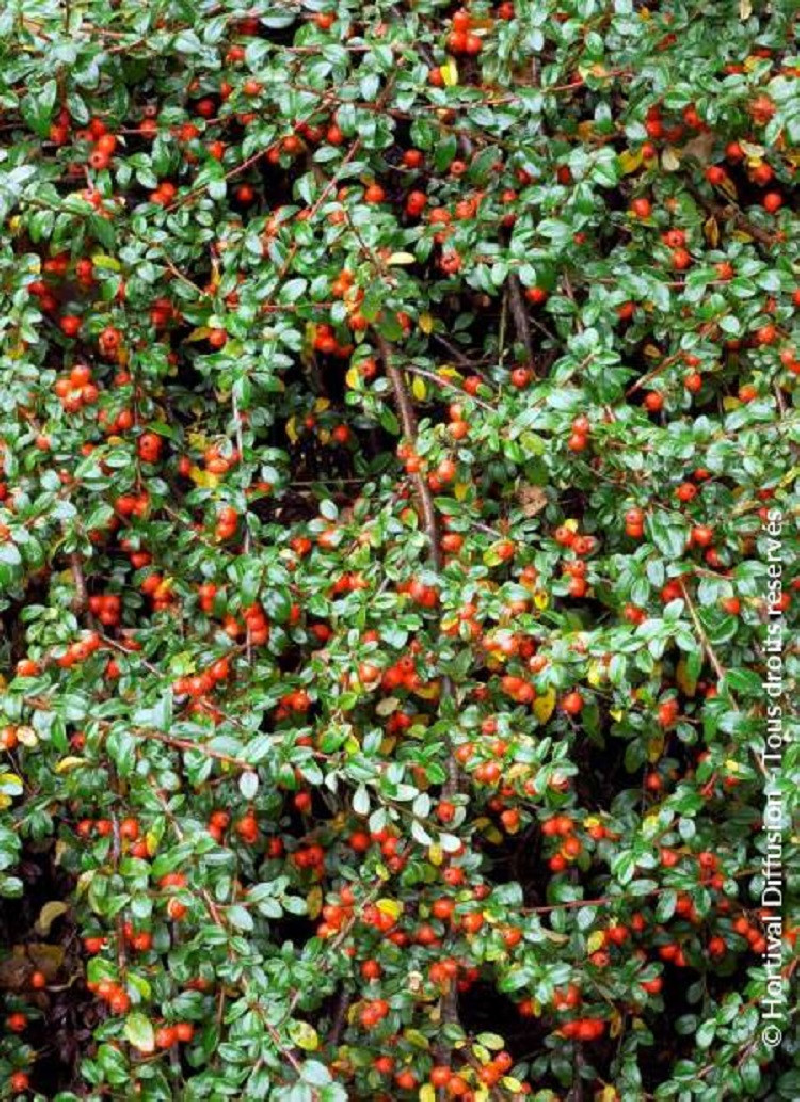 COTONEASTER dammeri SKOGHOLM