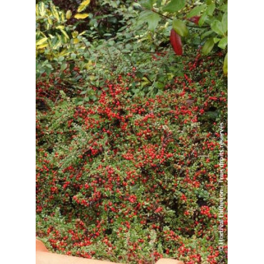 COTONEASTER horizontalis (Cotonéaster horizontal)3