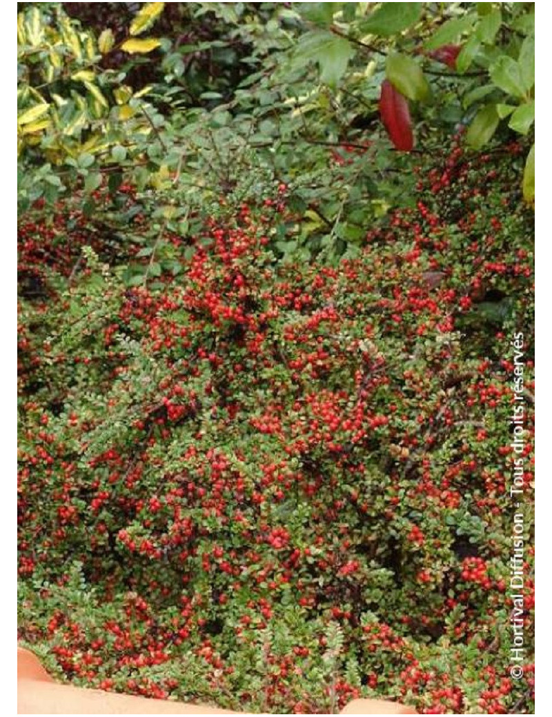 COTONEASTER horizontalis (Cotonéaster horizontal)3