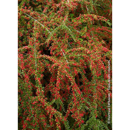 COTONEASTER horizontalis (Cotonéaster horizontal)