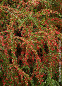 COTONEASTER horizontalis