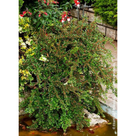 COTONEASTER horizontalis (Cotonéaster horizontal)