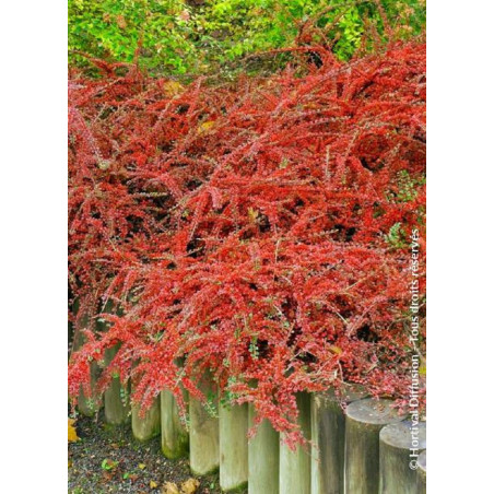 COTONEASTER horizontalis (Cotonéaster horizontal)