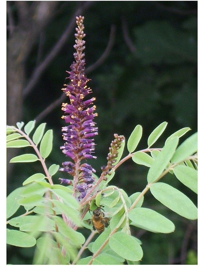 AMORPHA fruticosa (Faux Indigo)2