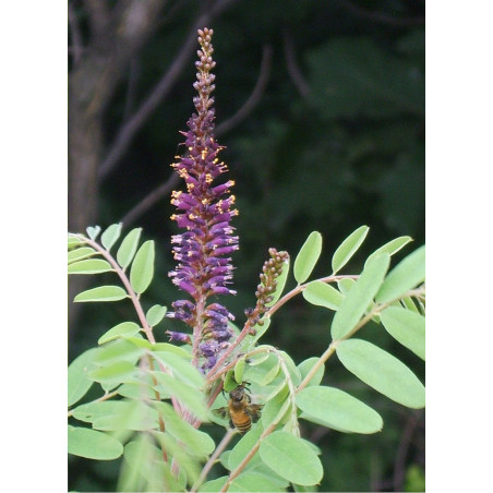 AMORPHA fruticosa (Faux Indigo)2