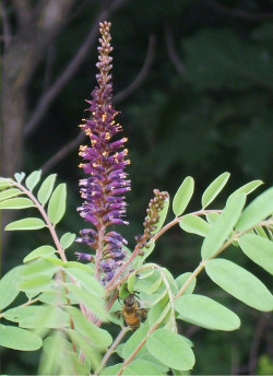 indigotier-batard-amorpha-fruticosa.jpg