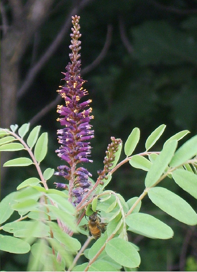 AMORPHA fruticosa