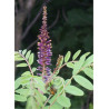 AMORPHA fruticosa (Faux Indigo)2