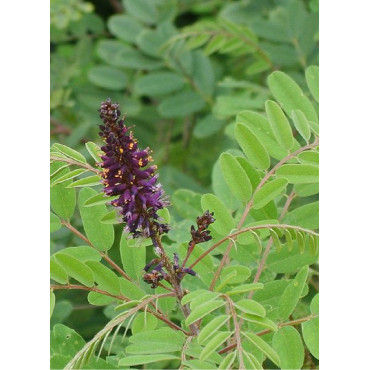 AMORPHA fruticosa (Faux Indigo)