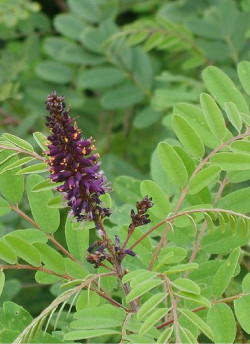 indigotier-batard-amorpha-fruticosa-1.jpg