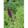 AMORPHA fruticosa (Faux Indigo)