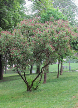 indigotier-batard-amorpha-fruticosa-2.jpg