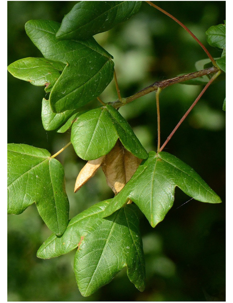 acer-monspessulanum-erable-de-montpellier