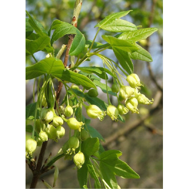 ACER monspessulanum