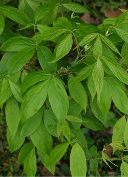 erable-a-feuilles-de-frene-acer-negundo.jpg