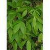 ACER negundo