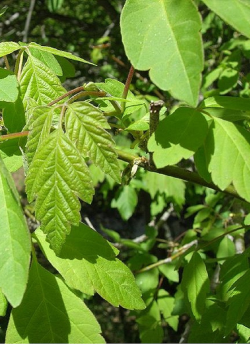 erable-a-feuilles-de-frene-acer-negundo-1.jpg
