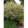 ACER negundo FLAMINGO