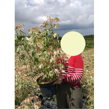 ACER negundo FLAMINGO En pot de 10-12 litres buisson hauteur 080-100 cm