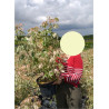 ACER negundo FLAMINGO En pot de 10-12 litres