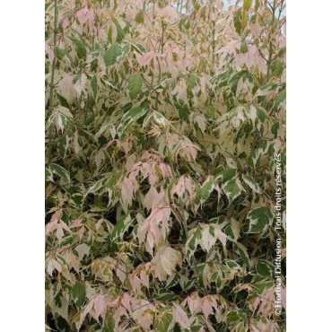 acer-negundo-flamingo-erable-a-feuilles-de-frene-flamingo