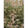 ACER negundo FLAMINGO