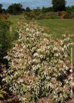 erable-a-feuilles-de-frene-flamingo-acer-negundo-flamingo-2.jpg