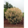 ACER negundo FLAMINGO