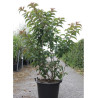 stachyurus-praecox-stachyurus-precoce-en-pot-de-30-35-litres-forme-buisson-hauteur-125-150-cm