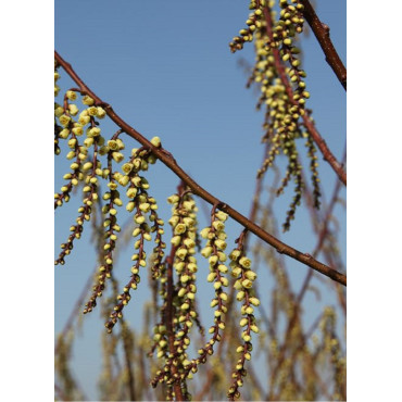 stachyurus-praecox-stachyurus-precoce