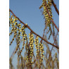 stachyurus-praecox-stachyurus-precoce