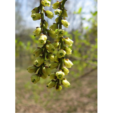 stachyurus-praecox-stachyurus-precoce-1