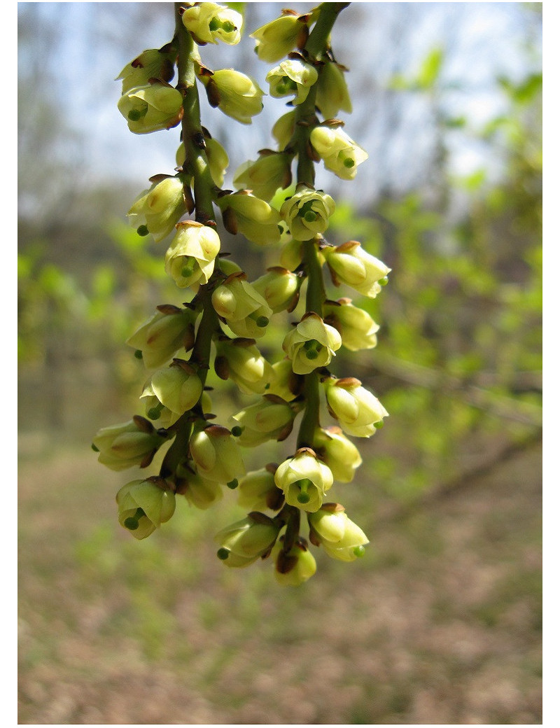 stachyurus-praecox-stachyurus-precoce-1