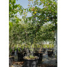 ACER capillipes