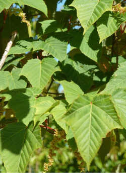 erable-a-peau-de-serpent-acer-capillipes-1.jpg