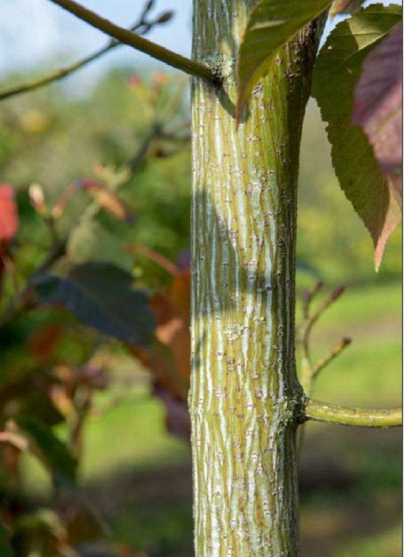 ACER capillipes