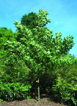 erable-a-peau-de-serpent-acer-rufinerve-2.jpg