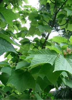 erable-a-peau-de-serpent-acer-rufinerve.jpg