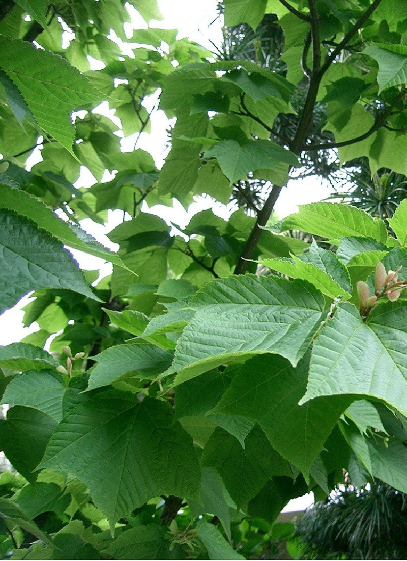erable-a-peau-de-serpent-acer-rufinerve.jpg