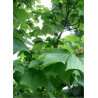 ACER rufinerve